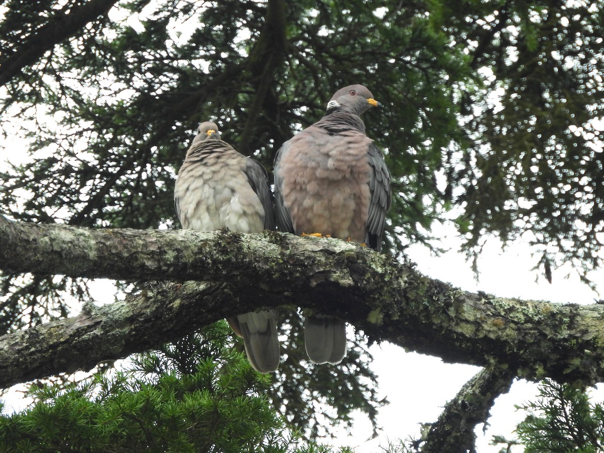 Band-tailed Pigeon - Mark Stevens