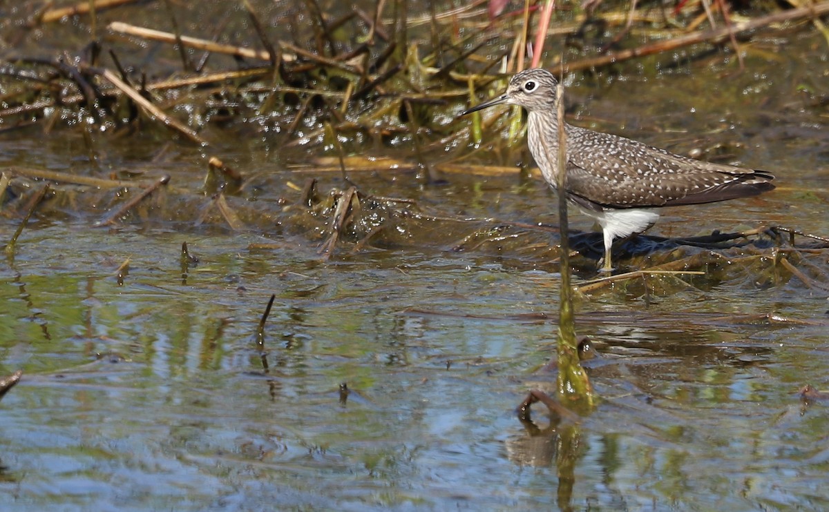 Solitary Sandpiper - Rob Bielawski