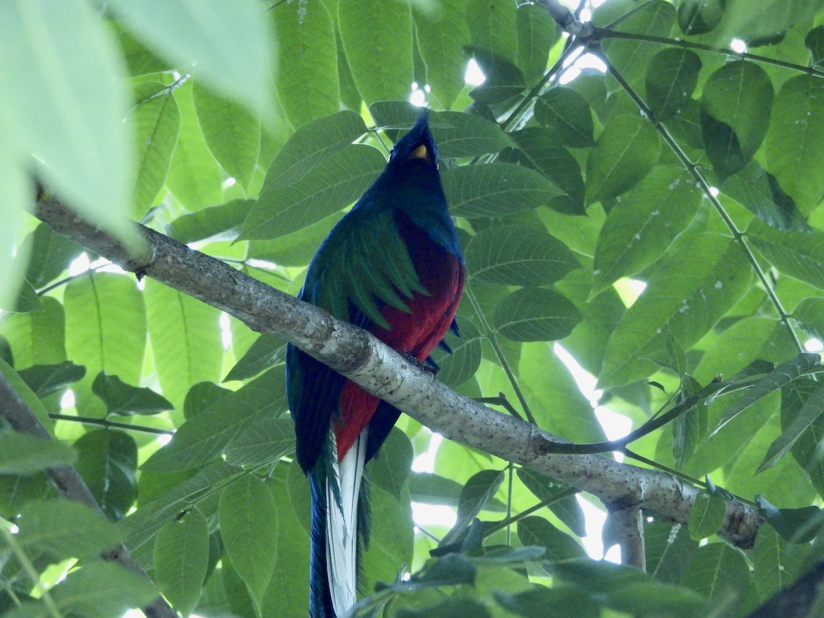 Resplendent Quetzal - Susan Thome-Barrett