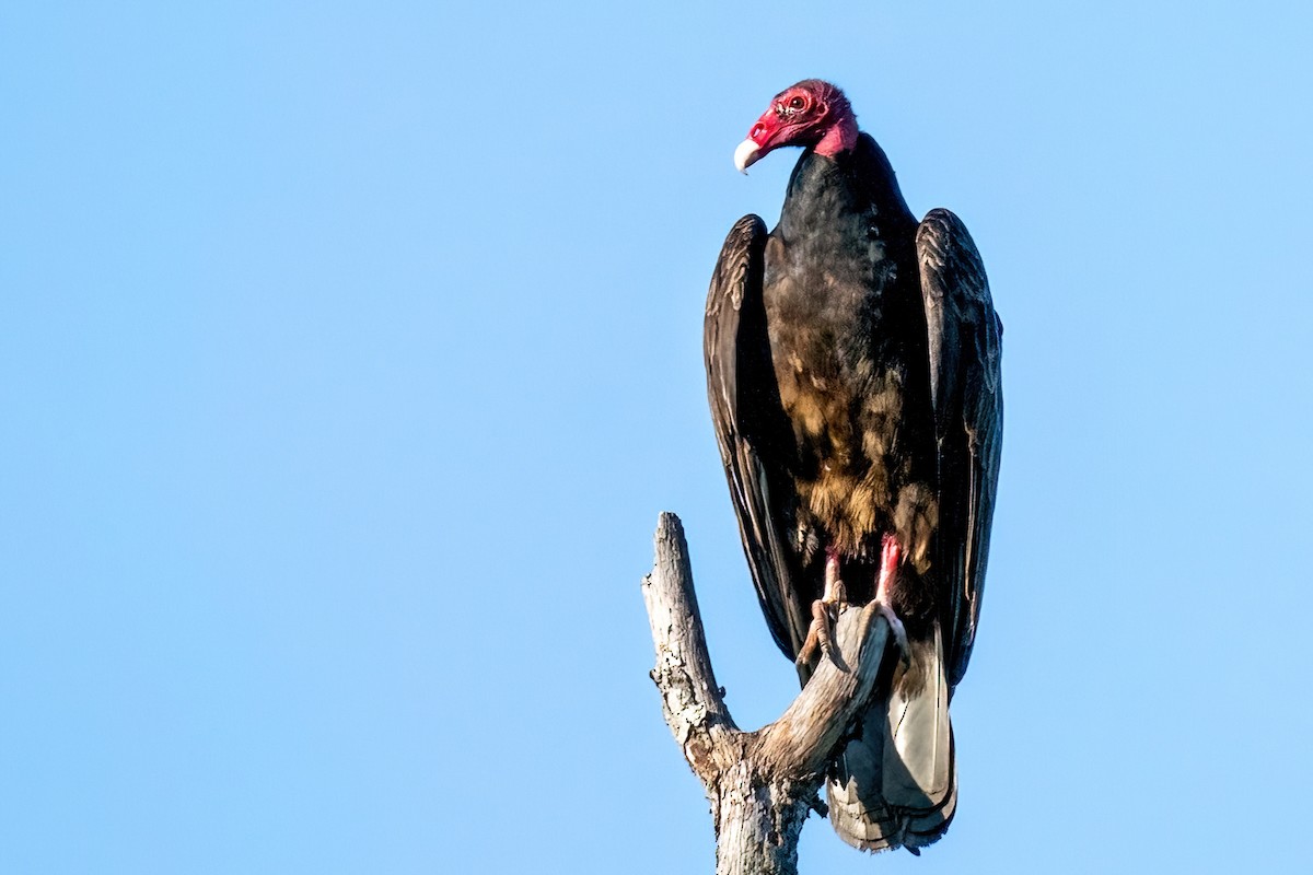 Urubu à tête rouge - ML619501443