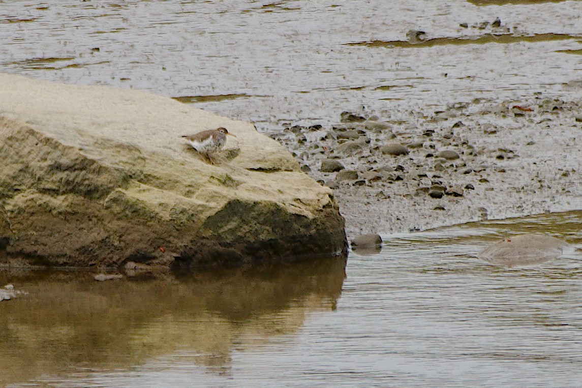 Spotted Sandpiper - Rick Beaudon