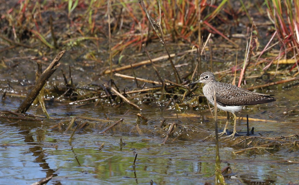 Solitary Sandpiper - Rob Bielawski