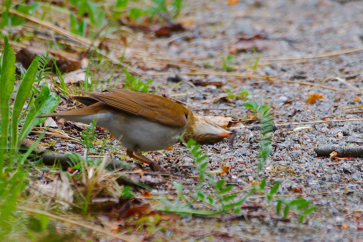 Hermit Thrush - Rick Beaudon