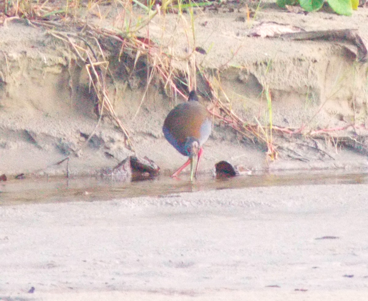 Slaty-breasted Wood-Rail - Nilson Cazorino