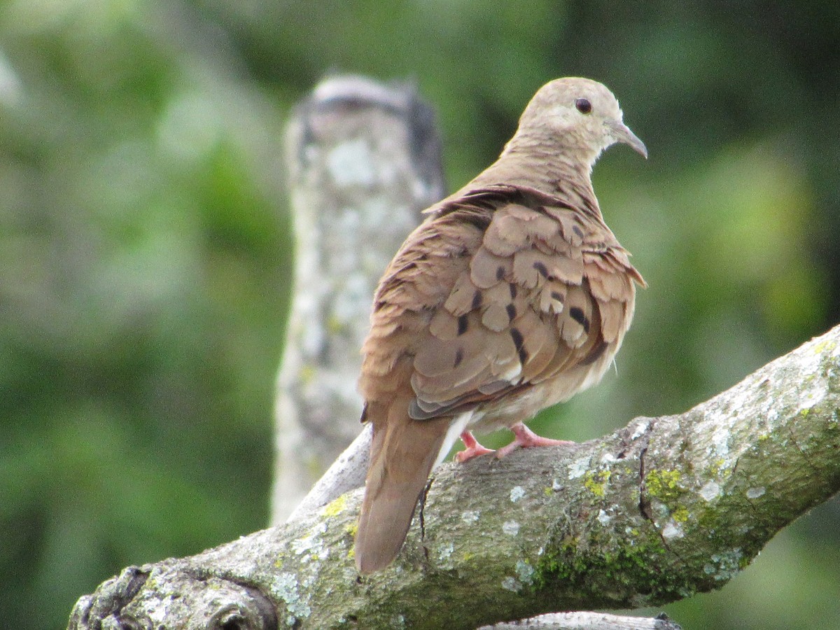 Eared Dove - ML619501470