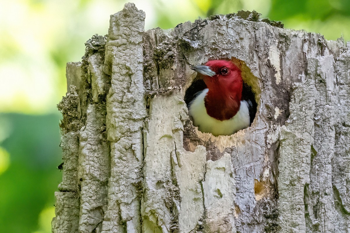 Pic à tête rouge - ML619501474