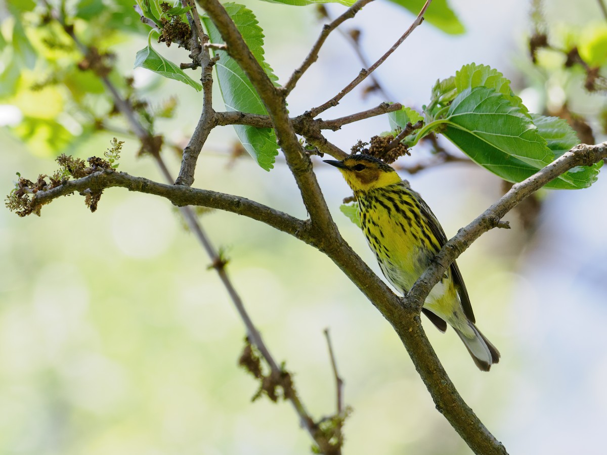 Cape May Warbler - Nick Athanas