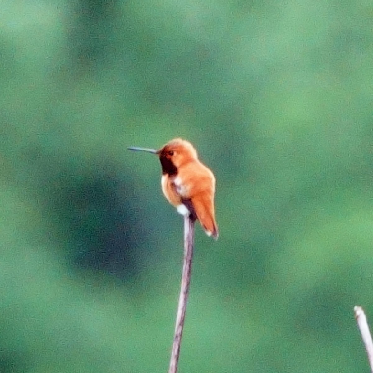 Rufous Hummingbird - Carl Haynie