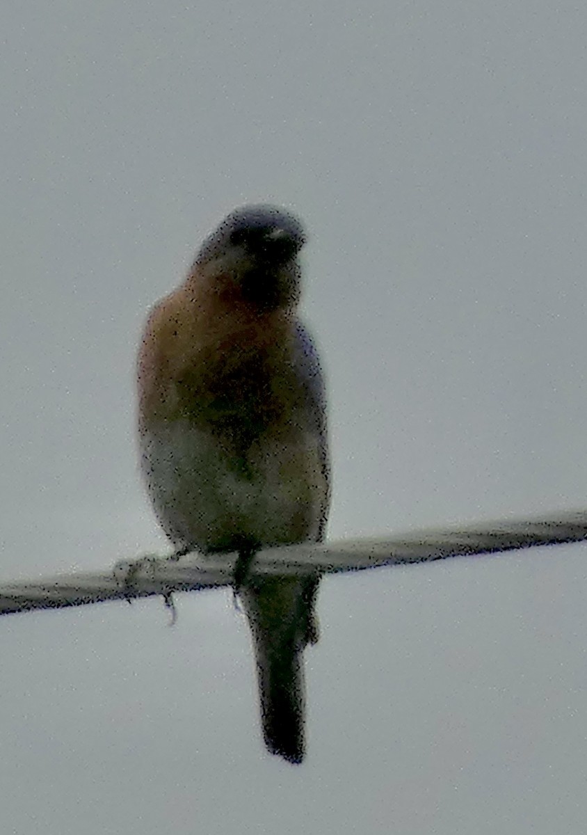 Eastern Bluebird - Connee Chandler