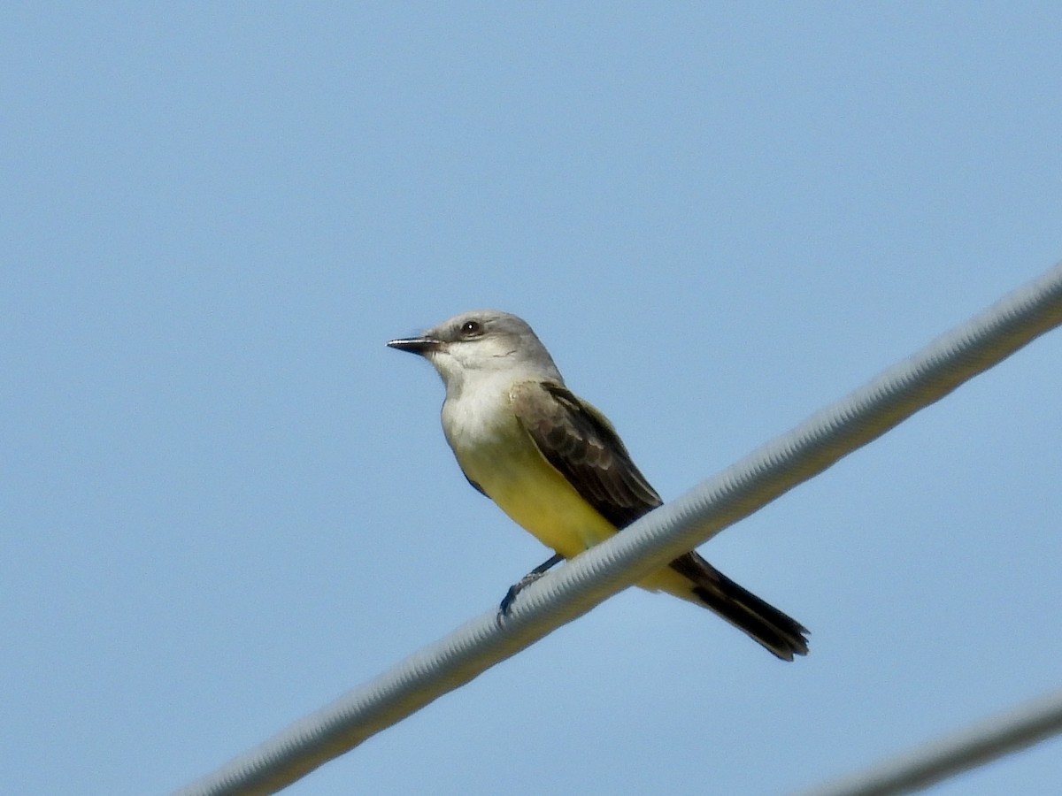 Western Kingbird - Linda Schwegman