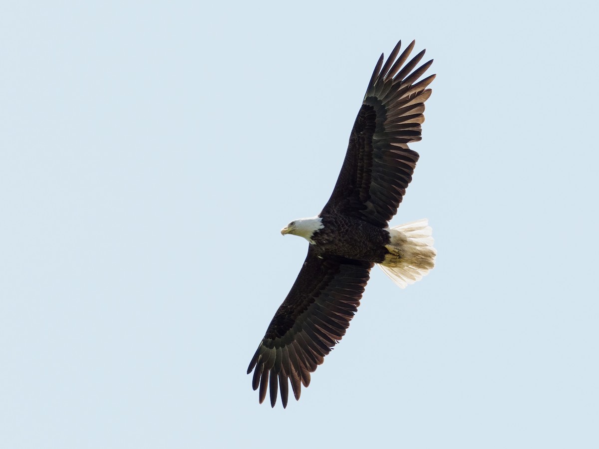 Bald Eagle - Nick Athanas