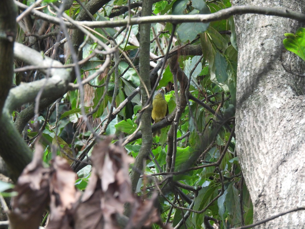 Rufous-browed Peppershrike - María Eugenia Paredes Sánchez