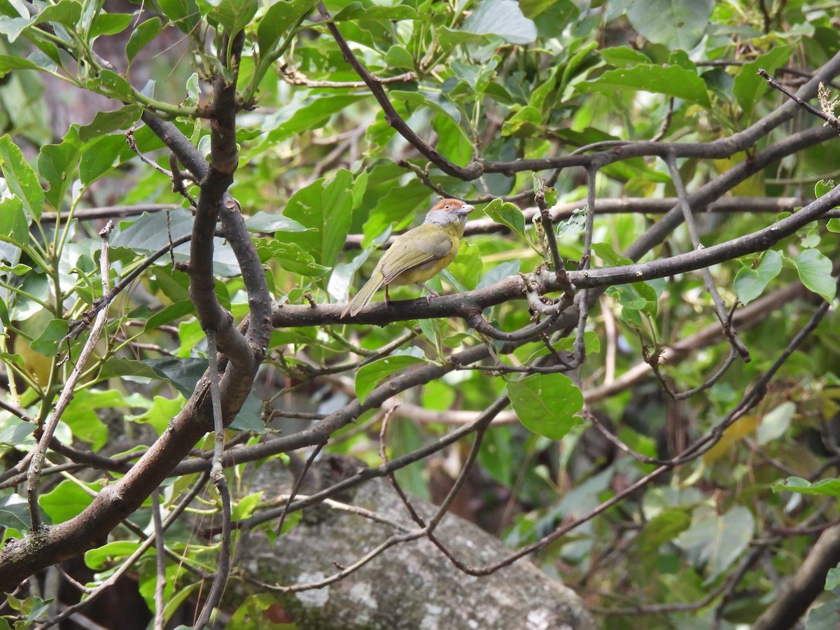 Rufous-browed Peppershrike - María Eugenia Paredes Sánchez