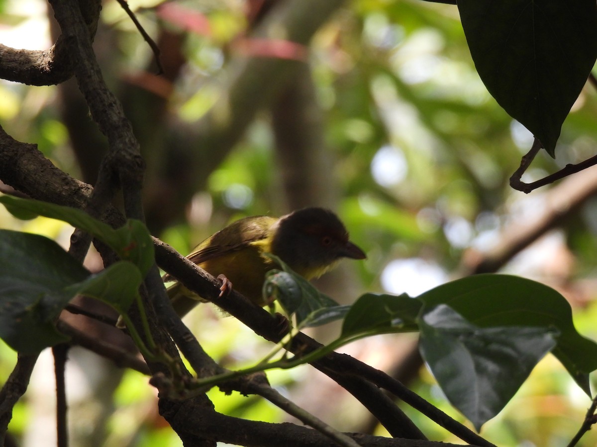 Rufous-browed Peppershrike - María Eugenia Paredes Sánchez