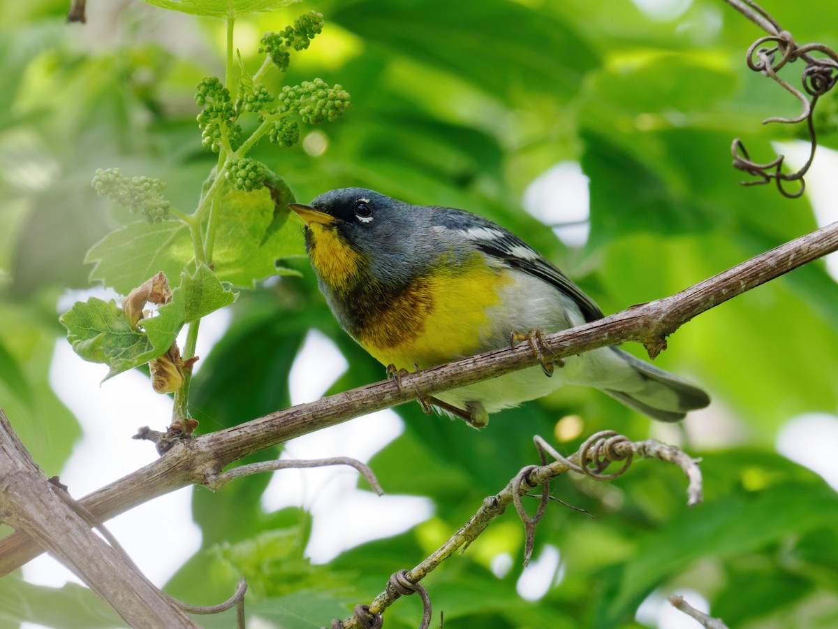 Northern Parula - Nick Athanas