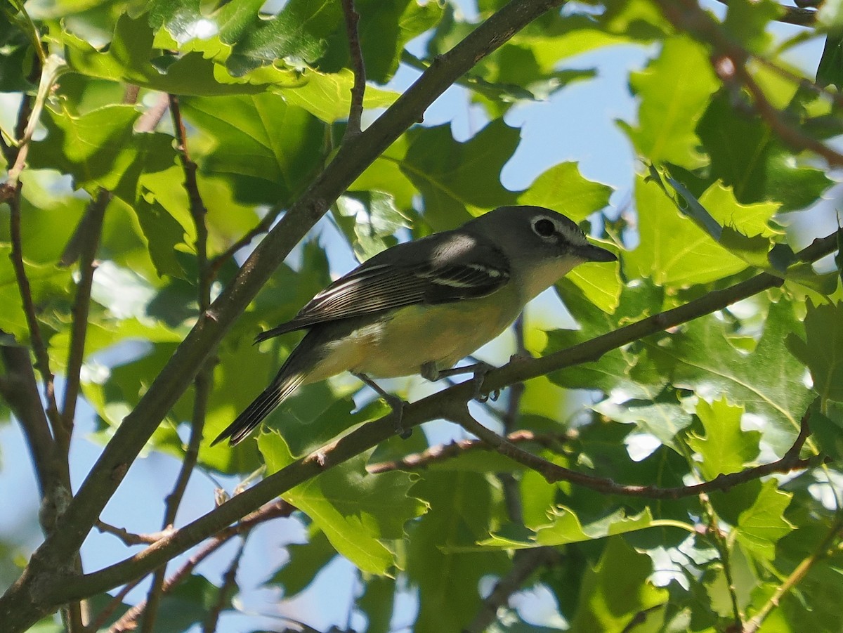 Cassin's Vireo - Jack Wickel