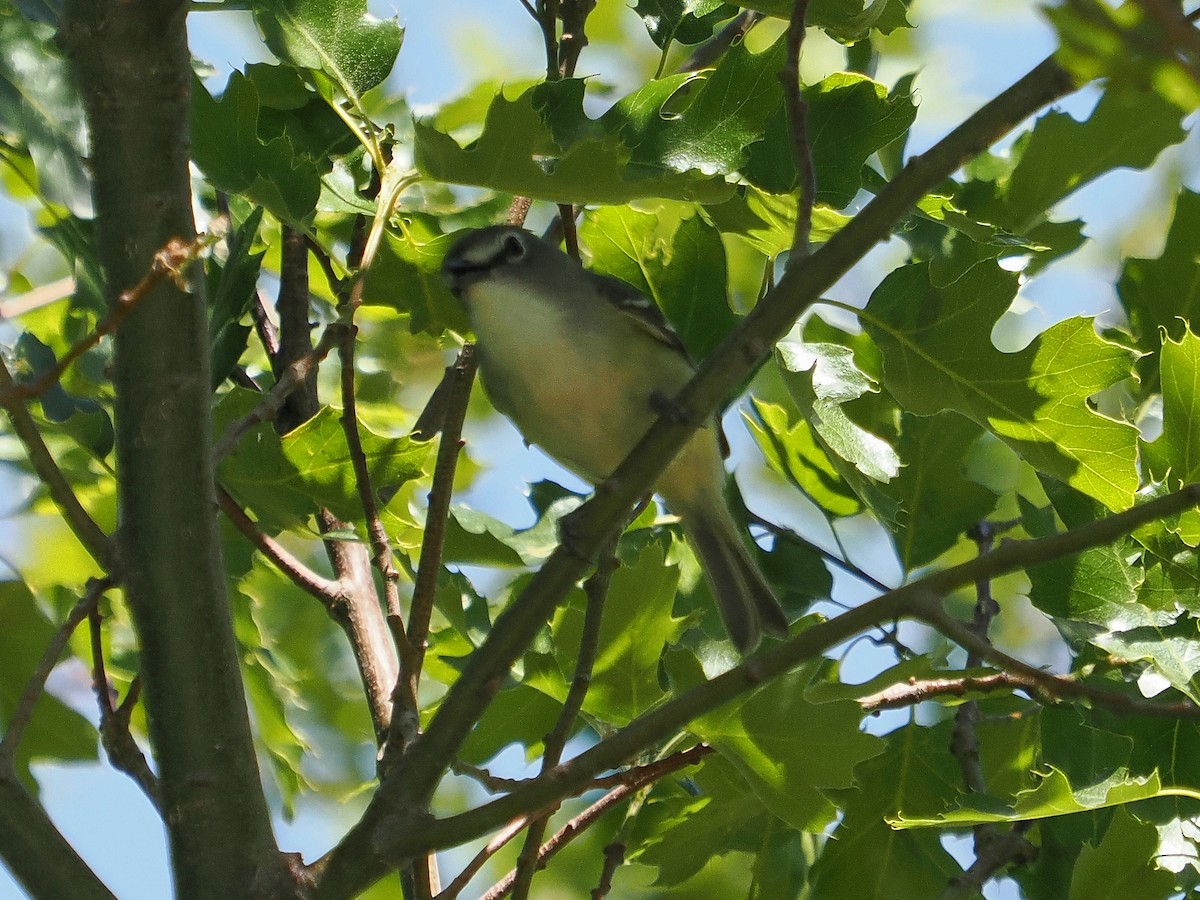 Cassin's Vireo - Jack Wickel