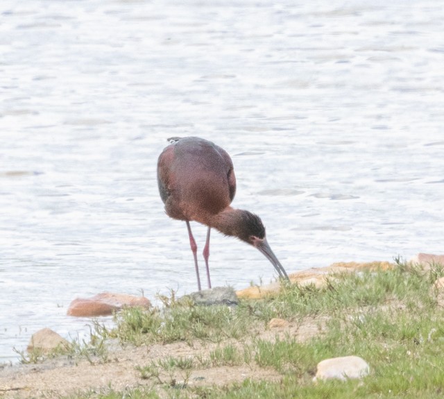 White-faced Ibis - ML619501527