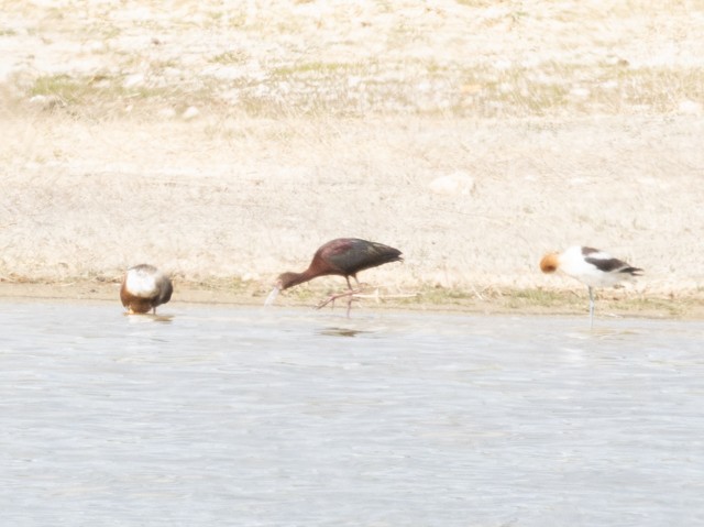 White-faced Ibis - Sonya Keene