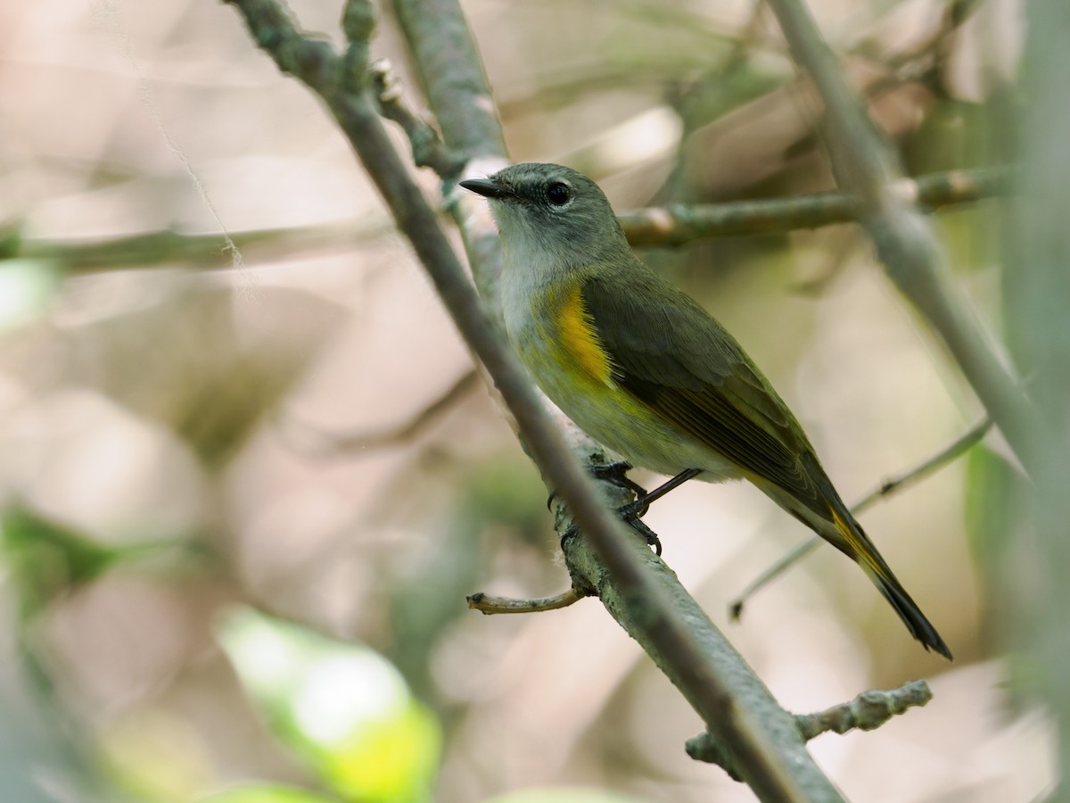 American Redstart - Nick Athanas