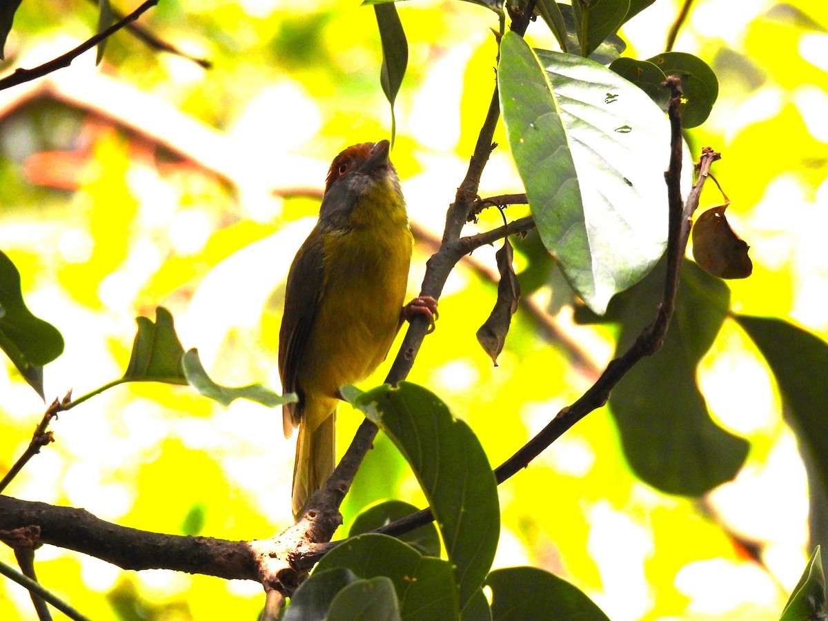 Rufous-browed Peppershrike - María Eugenia Paredes Sánchez