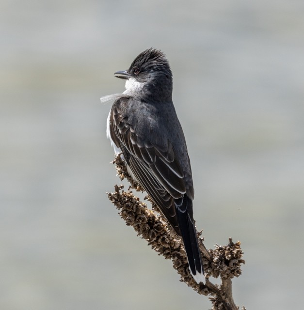 Eastern Kingbird - Sonya Keene