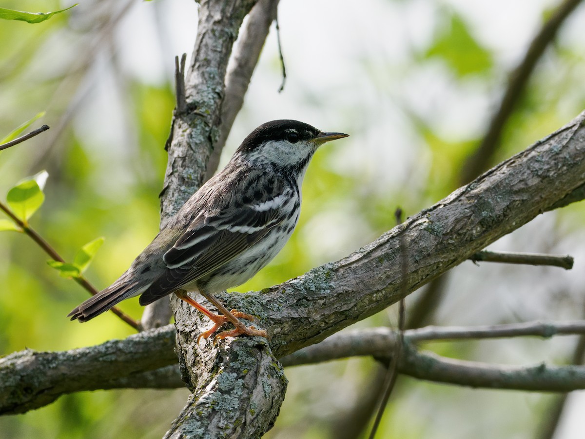 Blackpoll Warbler - Nick Athanas