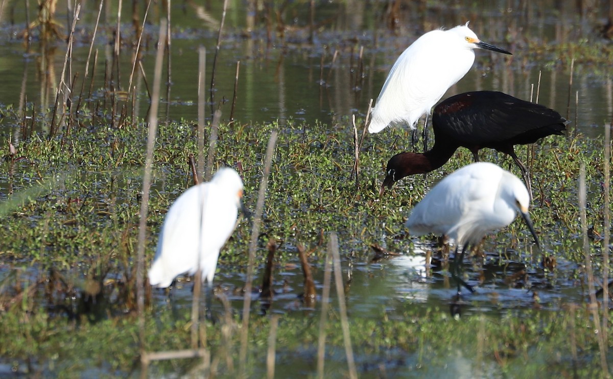 Glossy Ibis - ML619501550