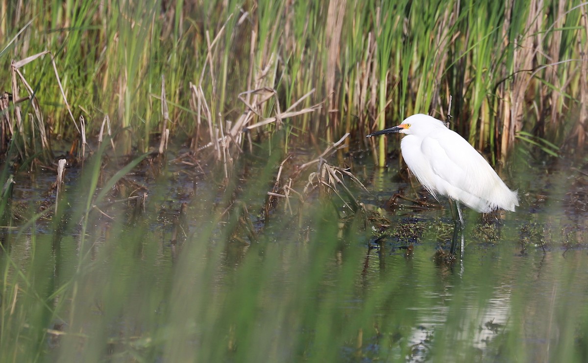 Snowy Egret - Rob Bielawski