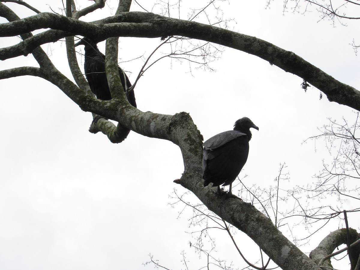 Black Vulture - Alejandro Lema