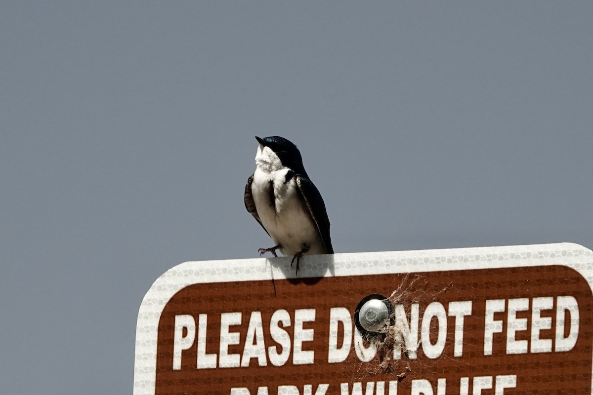 Tree Swallow - Debra Austin