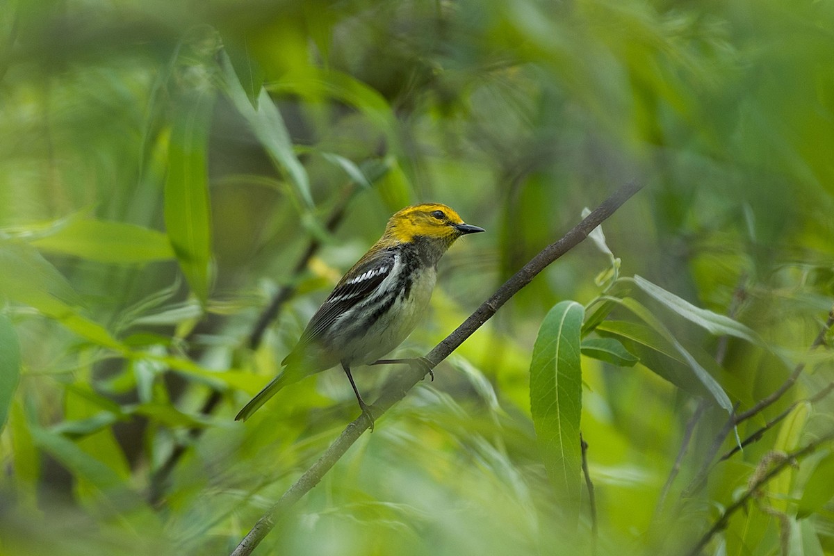 Black-throated Green Warbler - Lucie Laudrin