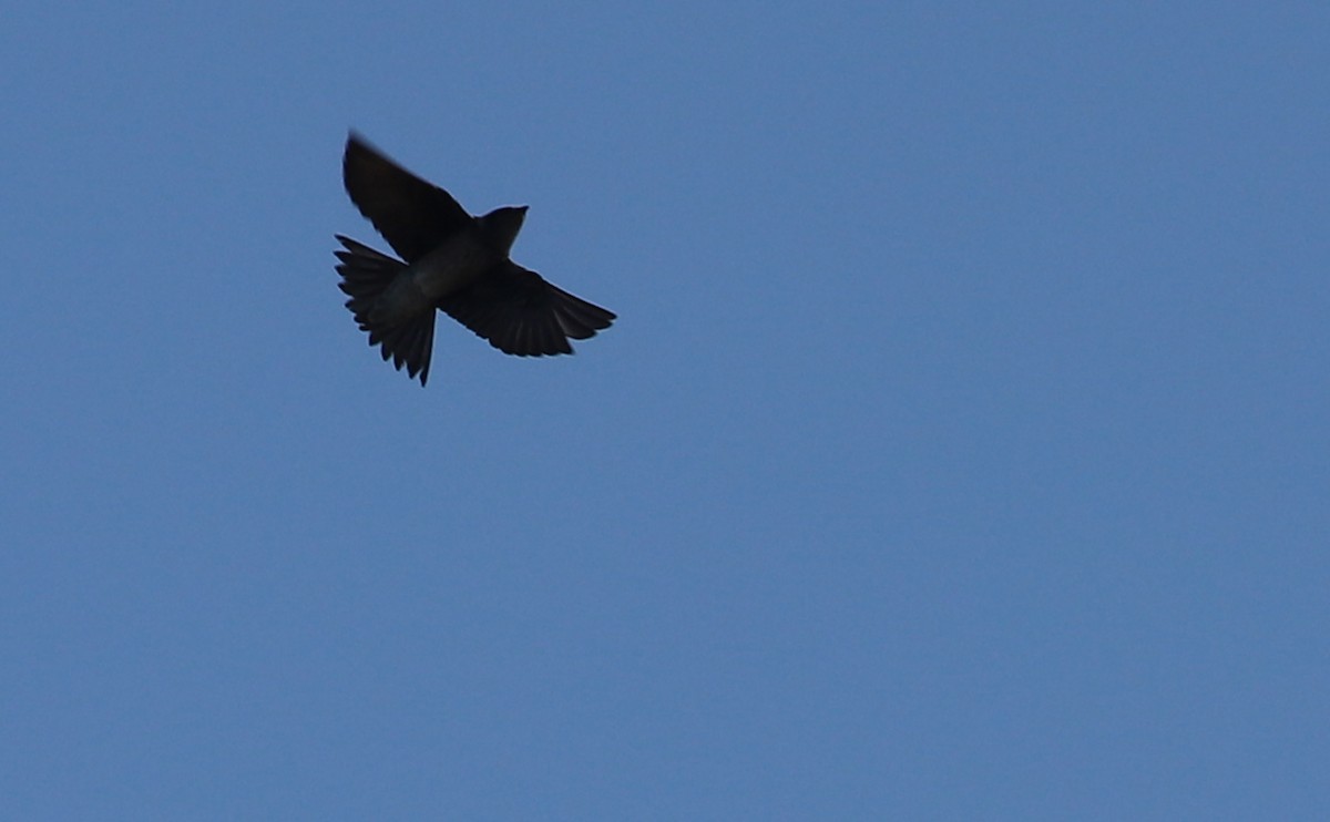 Purple Martin - Rob Bielawski