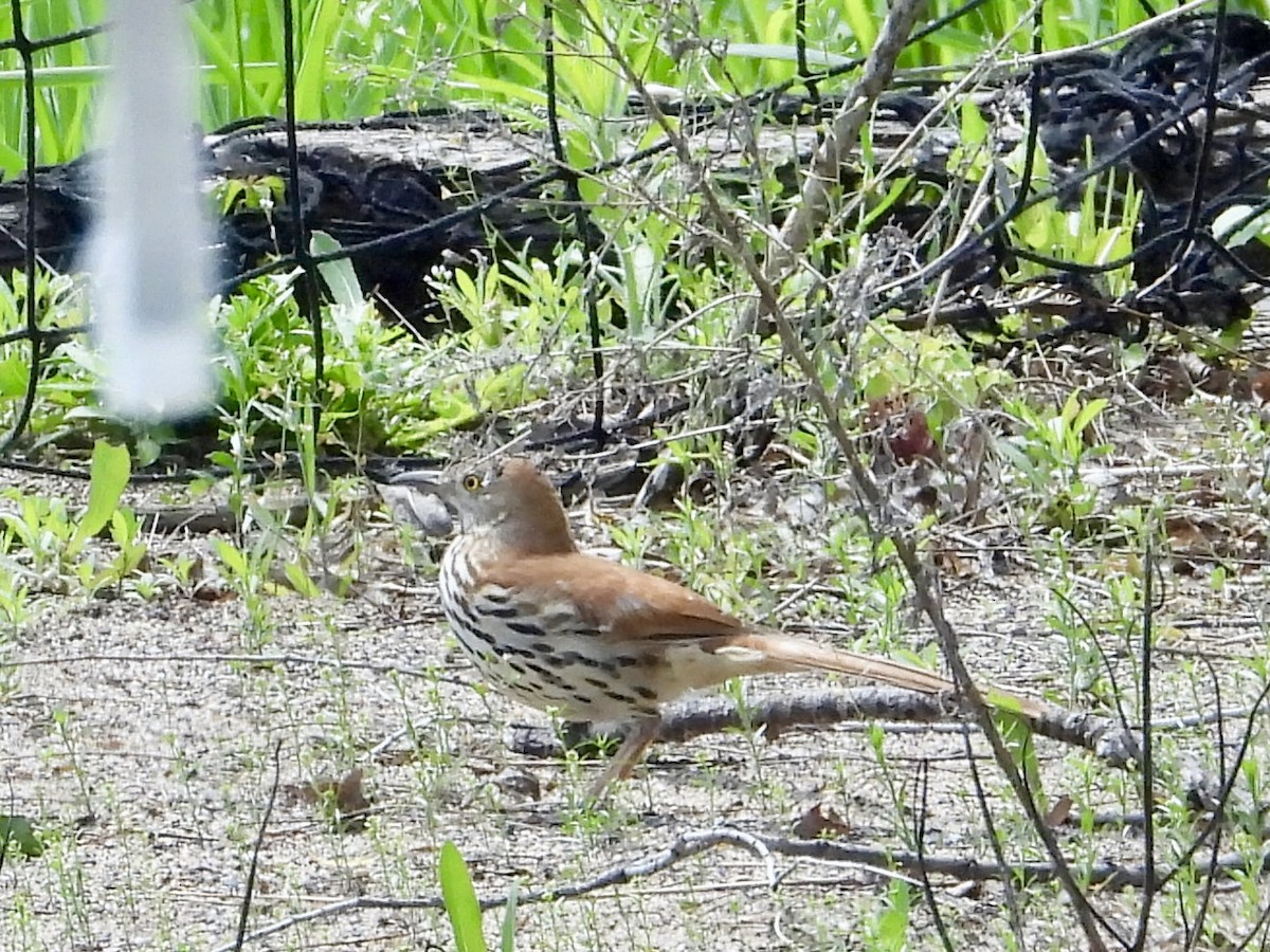 Brown Thrasher - Linda Schwegman