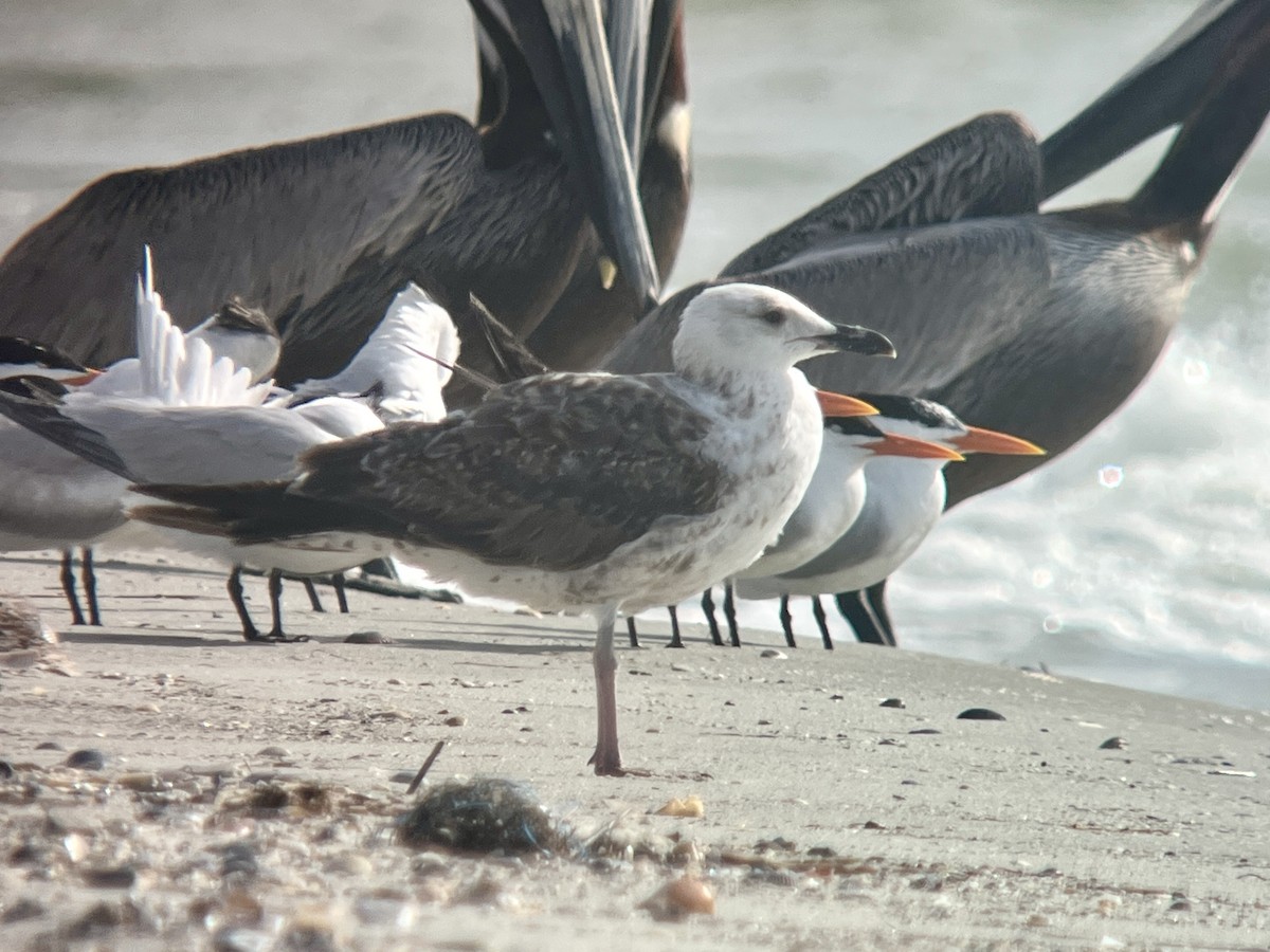 Lesser Black-backed Gull - ML619501572