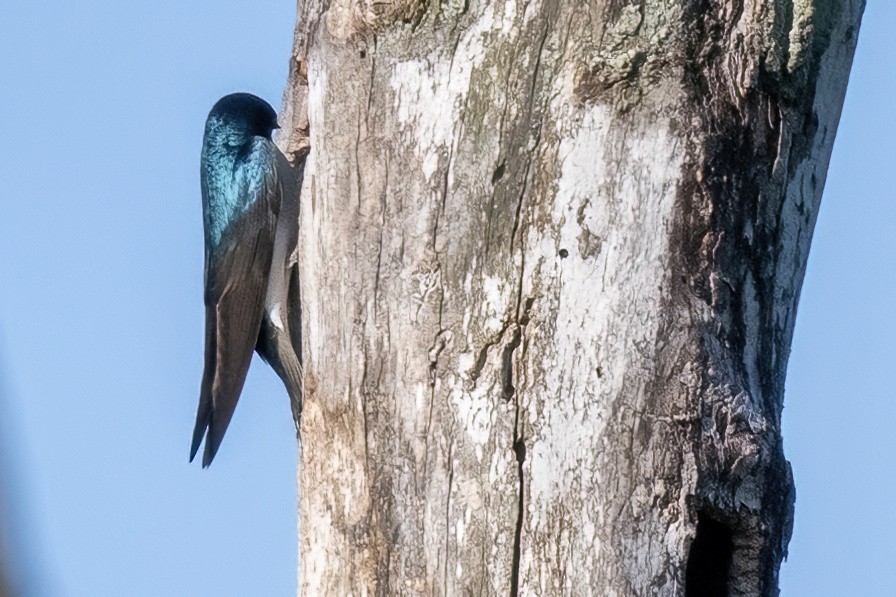 Tree Swallow - ML619501576