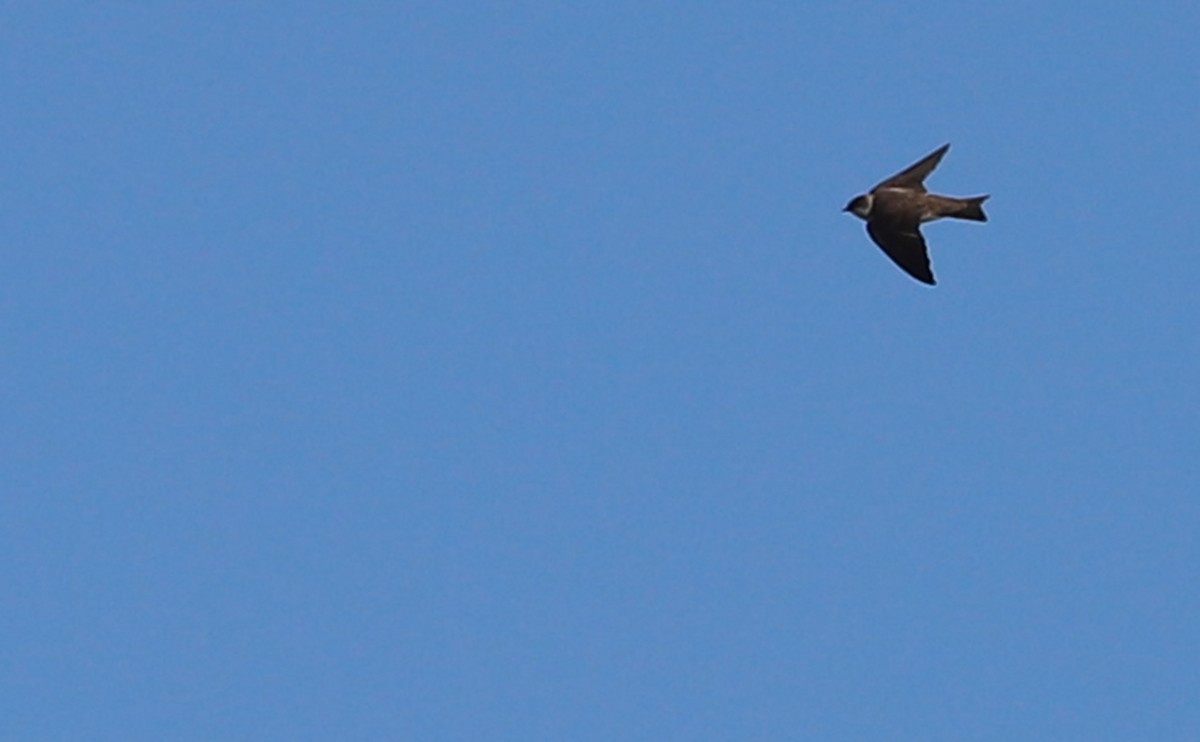 Avión Zapador - ML619501584