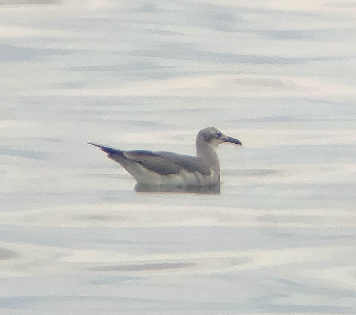 Laughing Gull - KZ F