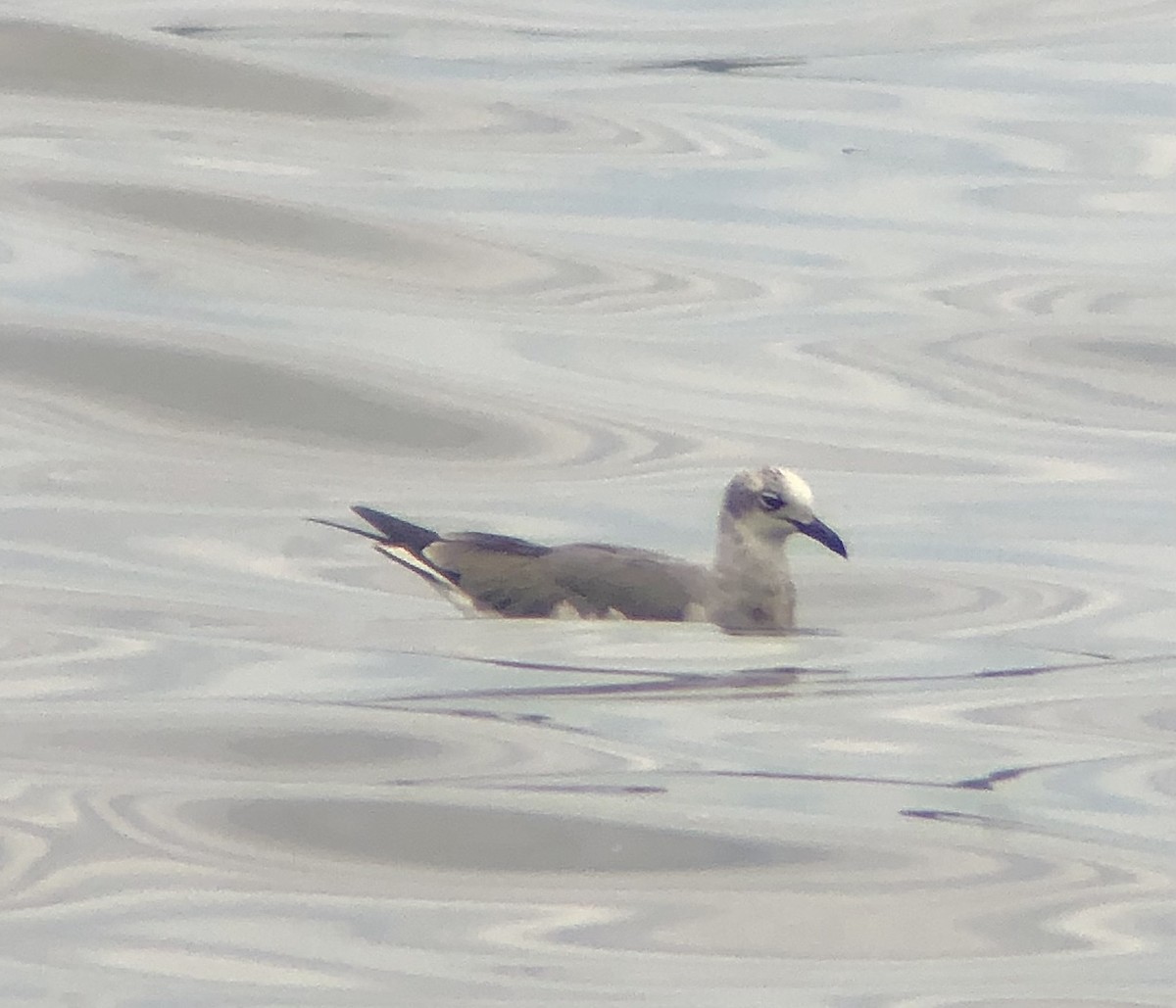 Laughing Gull - KZ F