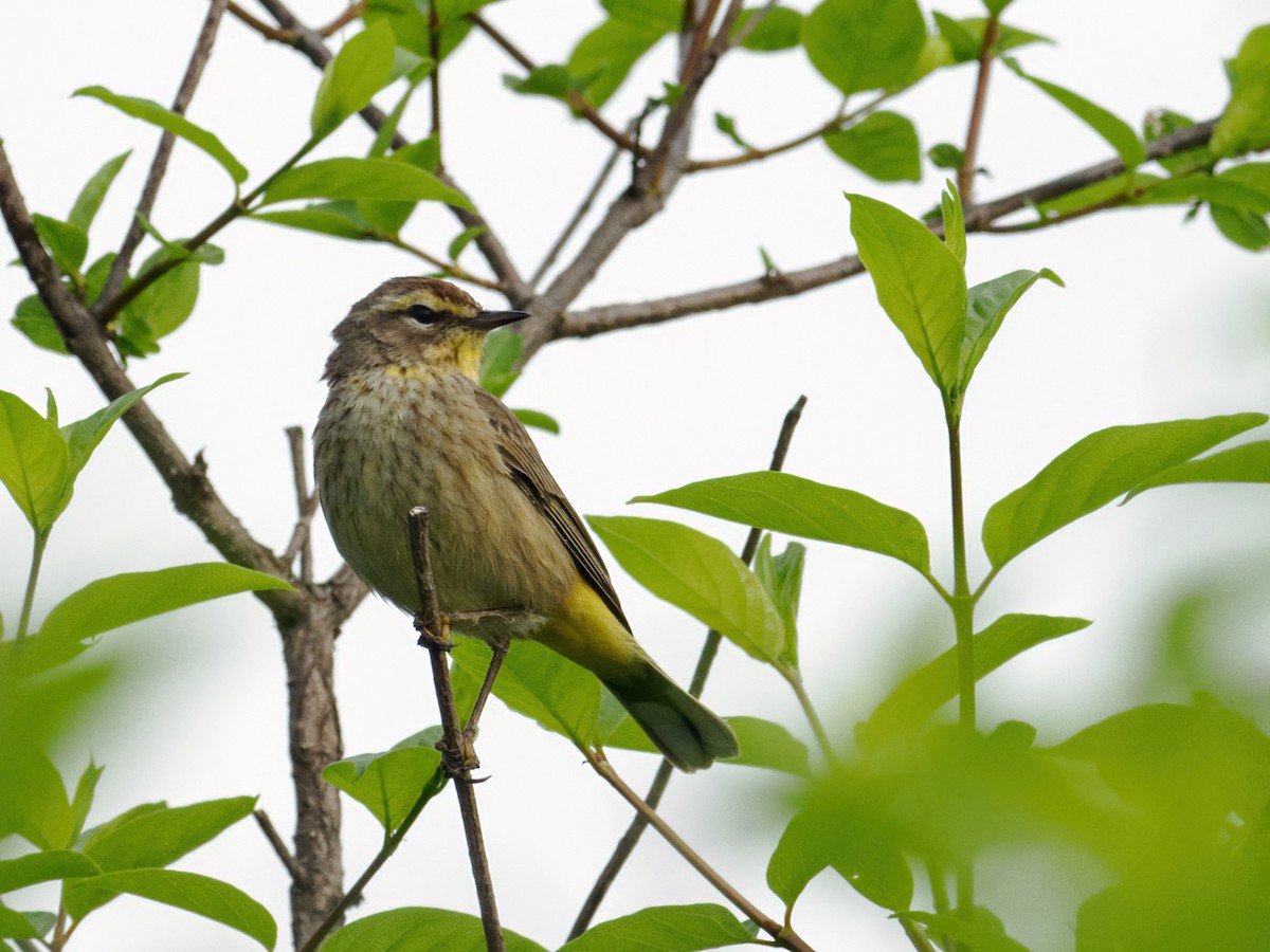 Reinita Palmera (palmarum) - ML619501588