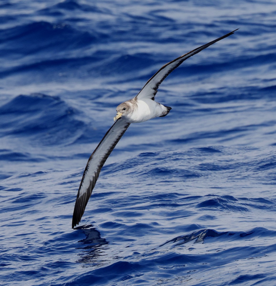 Cory's Shearwater (borealis) - Hal and Kirsten Snyder