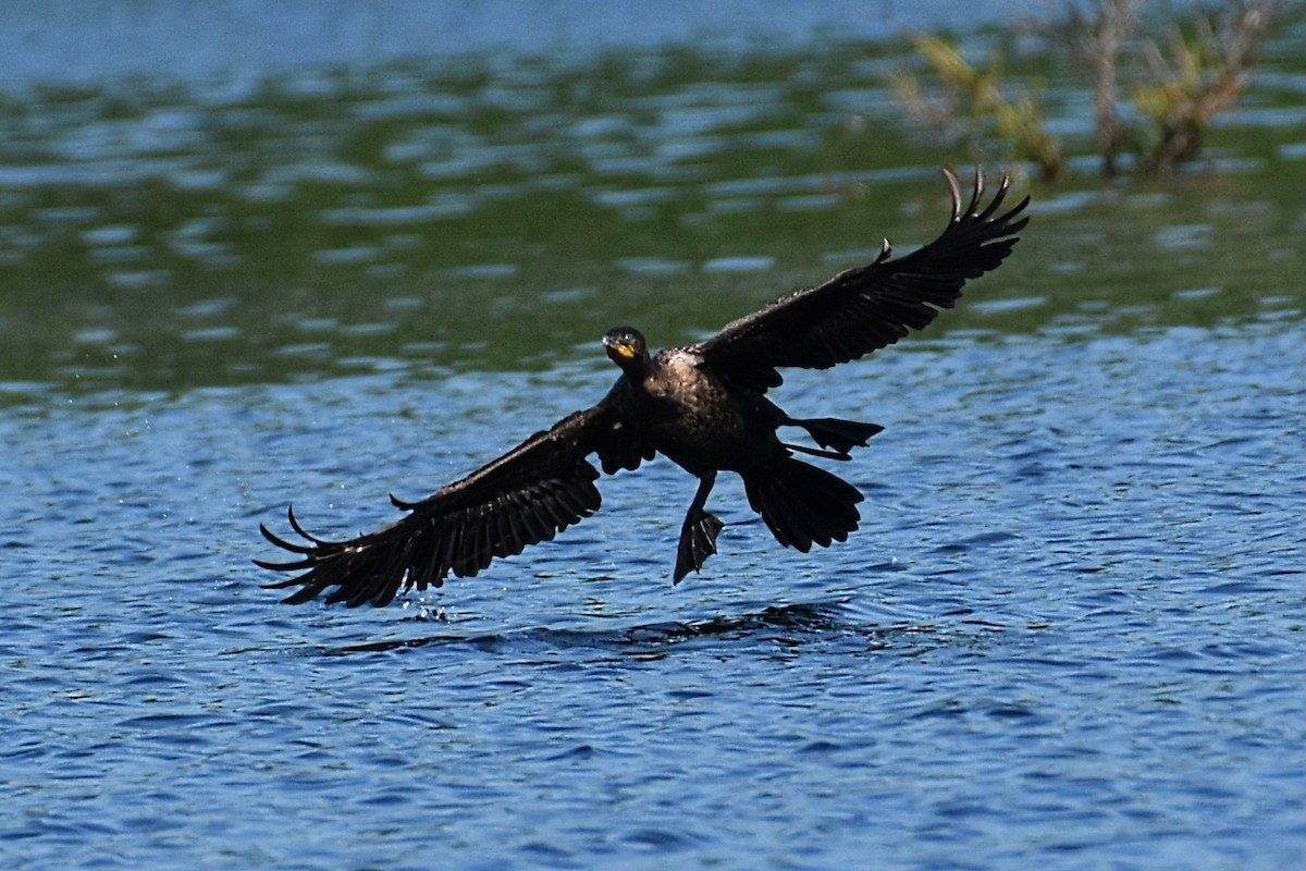 Double-crested Cormorant - Brenda Lindsey