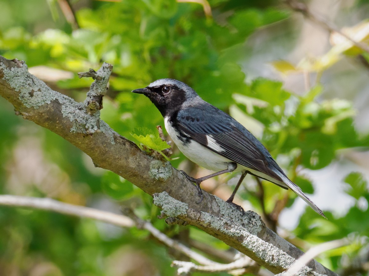 Black-throated Blue Warbler - Nick Athanas