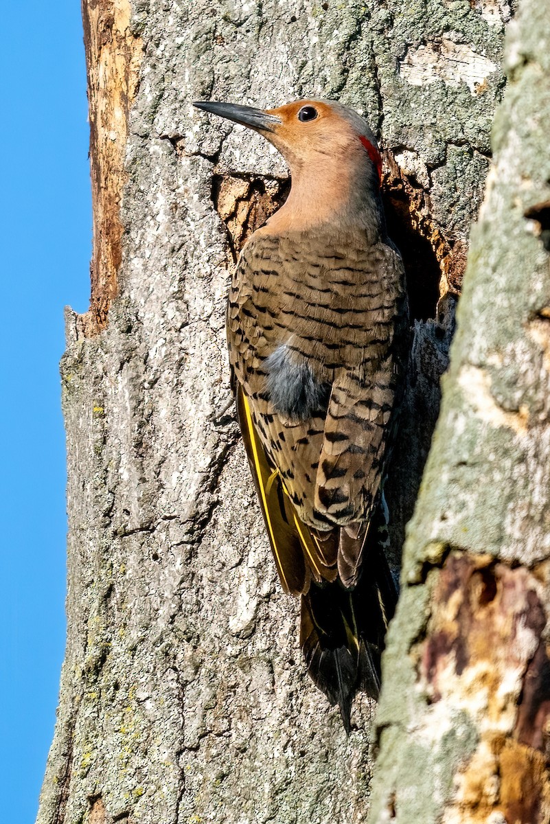 Декол золотистий (підвид auratus/luteus) - ML619501601