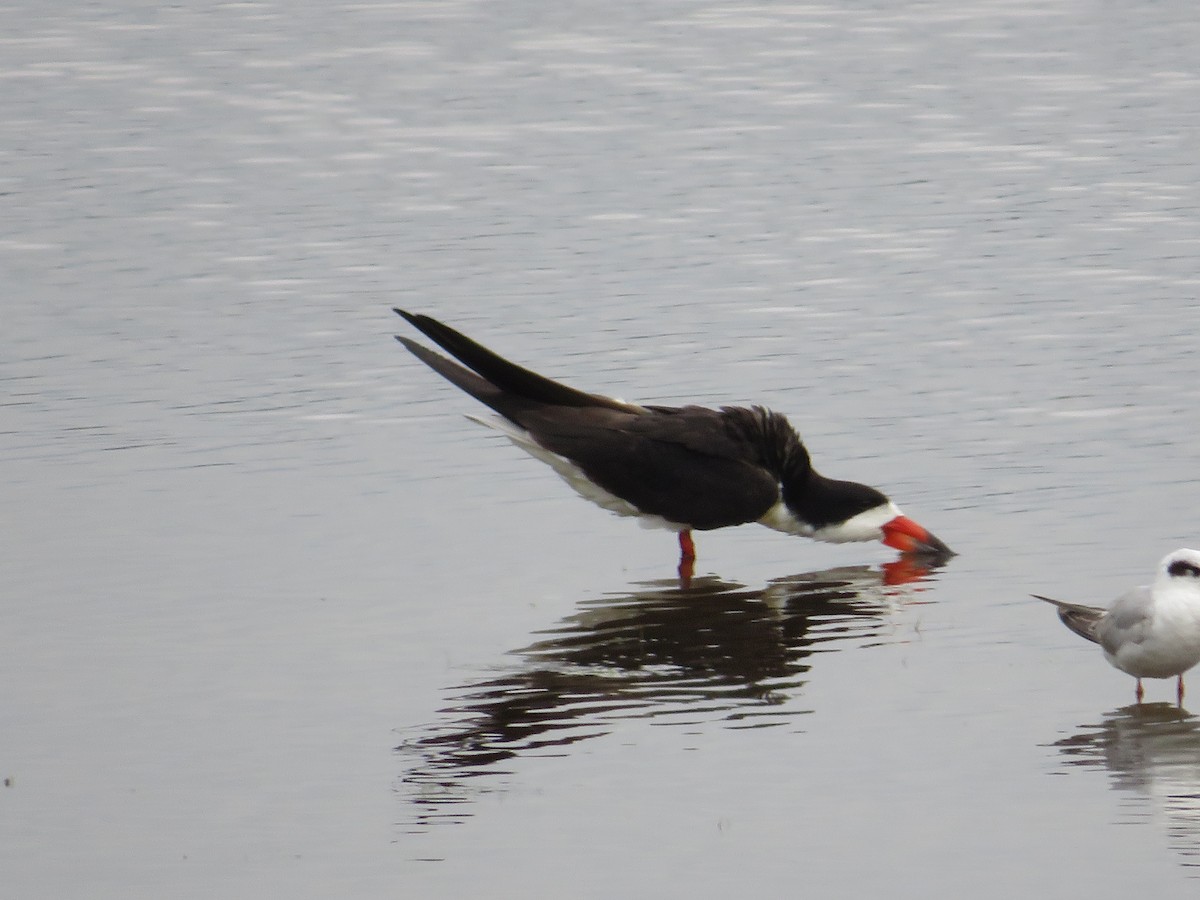 Black Skimmer - Randy Fisher