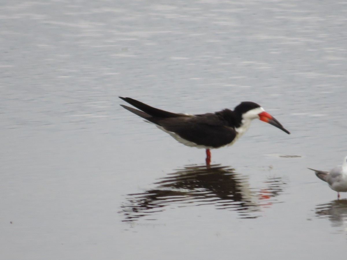 Black Skimmer - Randy Fisher