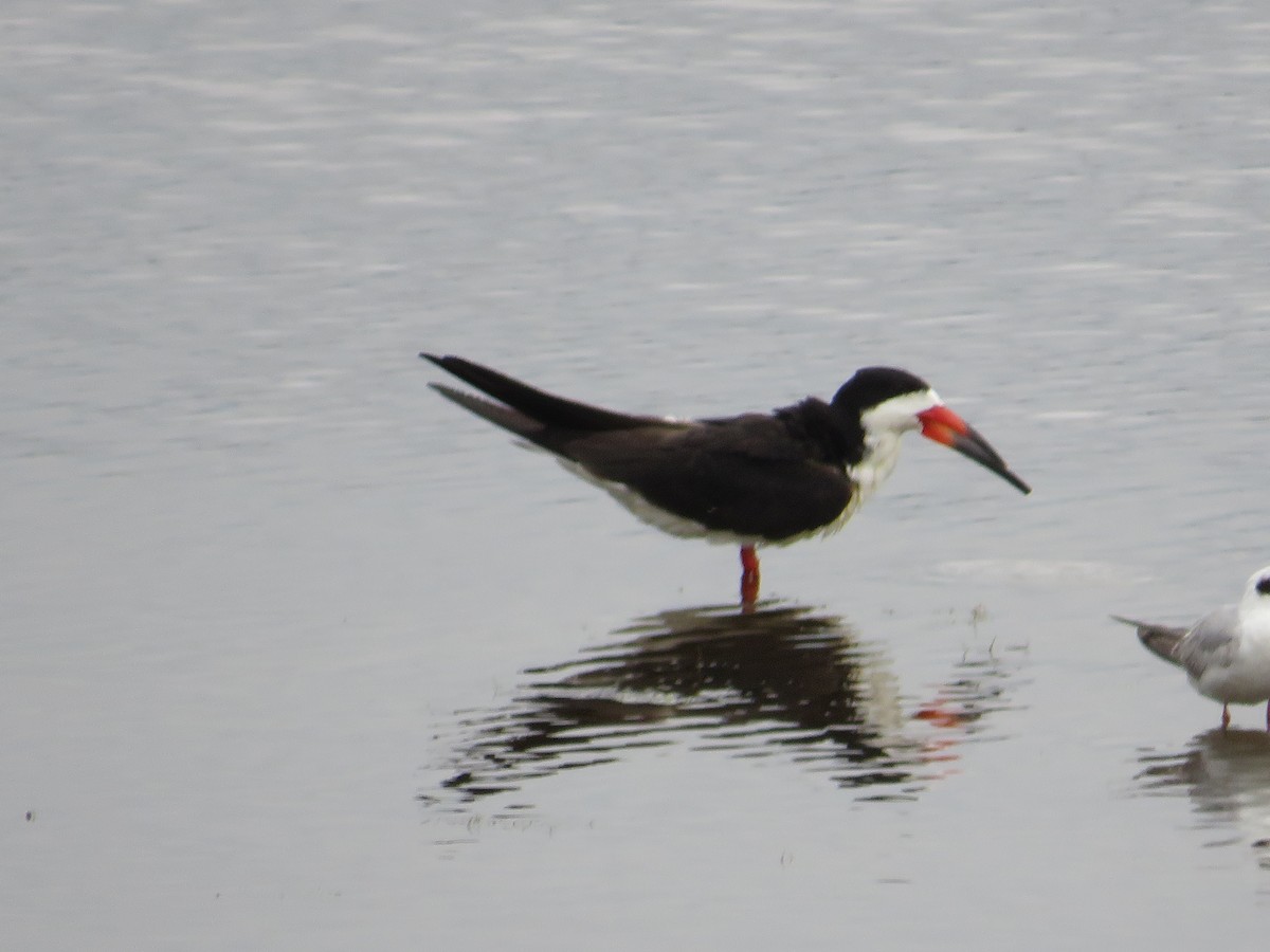 Black Skimmer - Randy Fisher