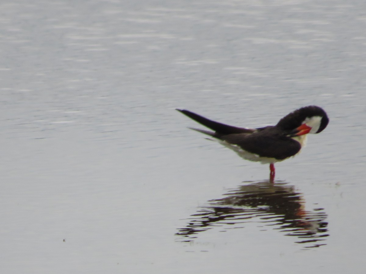 Black Skimmer - Randy Fisher