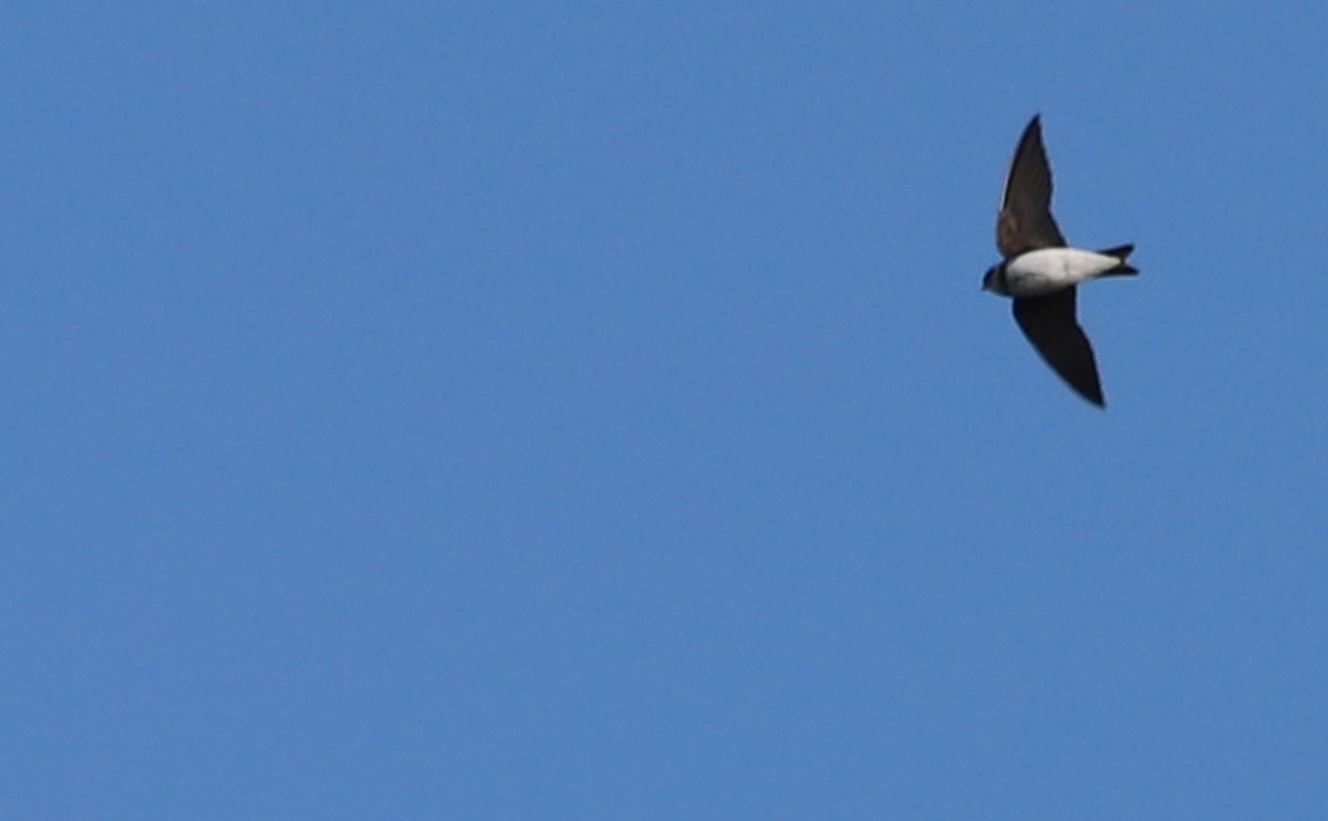 Bank Swallow - Rob Bielawski