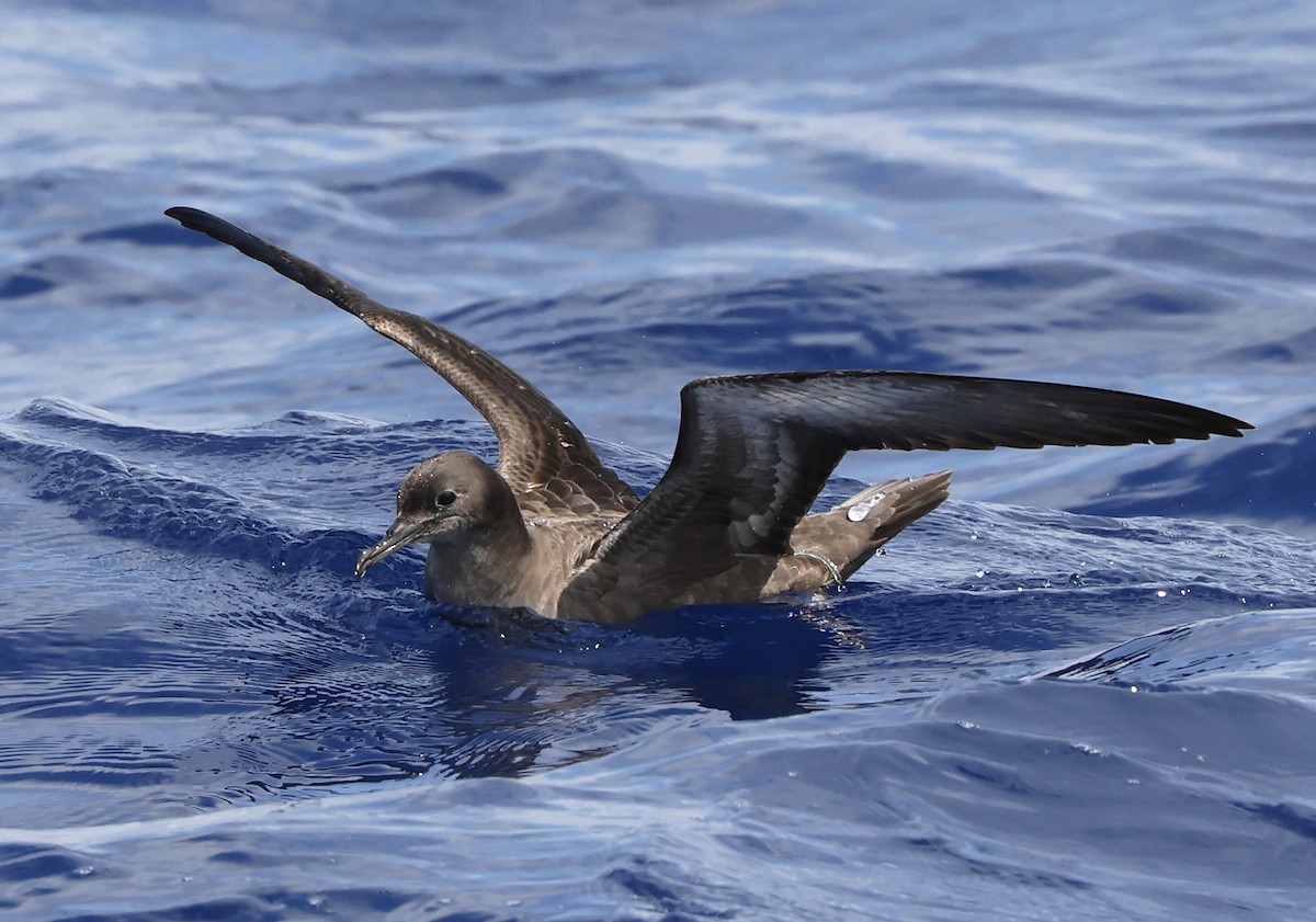 Sooty Shearwater - Hal and Kirsten Snyder